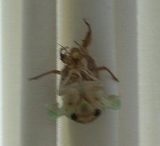 セミの羽科
