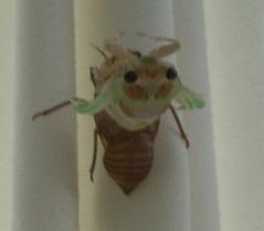 セミの羽科