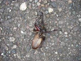 殺虫事件