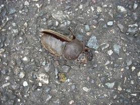 殺虫事件 殺虫事件