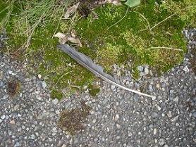 殺虫事件 殺虫事件