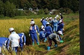 稲刈り 稲刈り