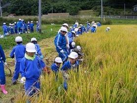 稲刈りを行いました