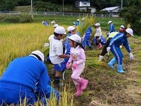 稲刈りを行いました