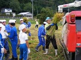 稲刈りを行いました
